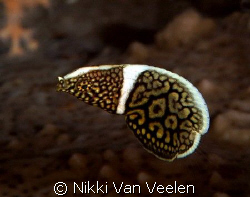 Juvenile lined wrasse taken at Shark Observatory, Ras Moh... by Nikki Van Veelen 